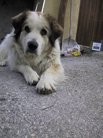 med_Fenja.jpg (360 x 480)